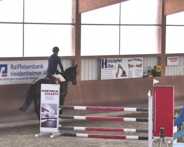 Reitturnier Dettingen 2016