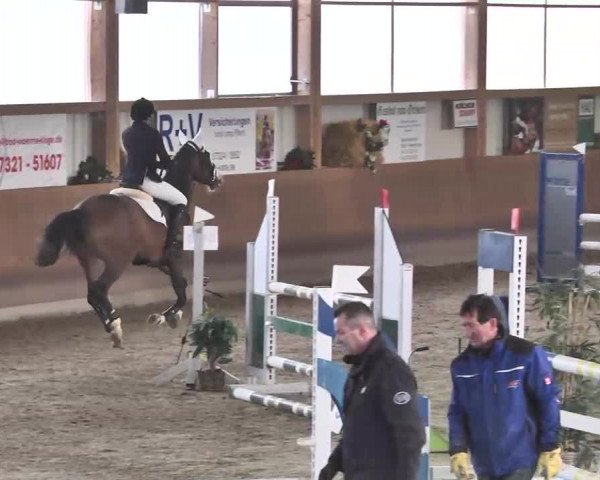 Reitturnier Dettingen 2016