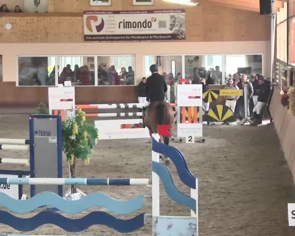 Reitturnier Dettingen 2016