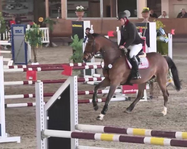 Reitturnier Dettingen 2016