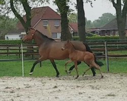 Pferd Marlow (Oldenburger, 2019, von E.H. Millennium)