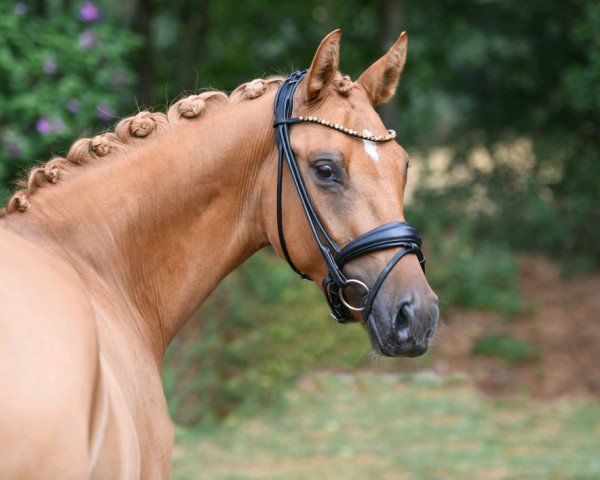 Zuchtstute Dornier's Girl K (Deutsches Reitpony, 2016, von Dornier B)