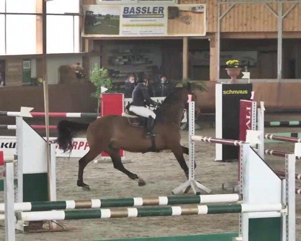 Reitturnier Dettingen 2016