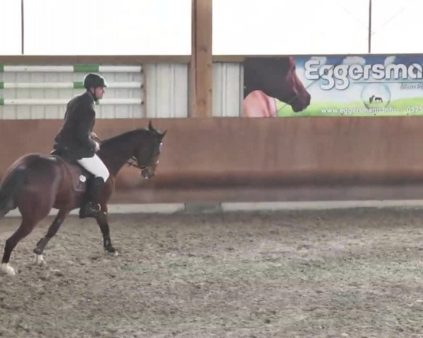 Reitturnier Dettingen 2016