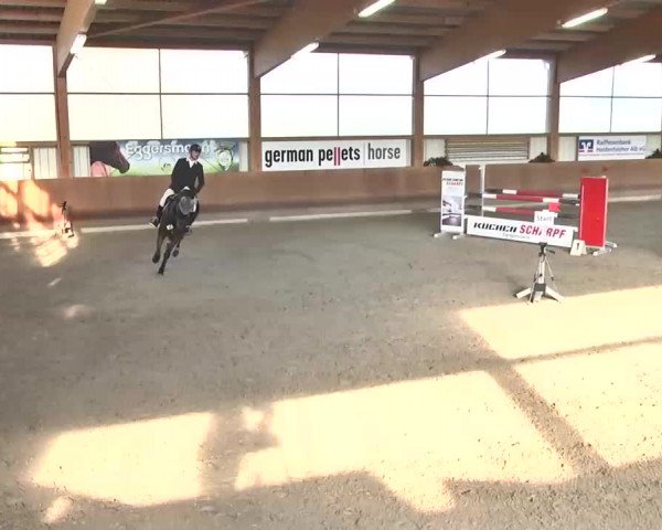 Reitturnier Dettingen 2016