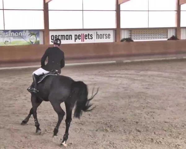 Reitturnier Dettingen 2016