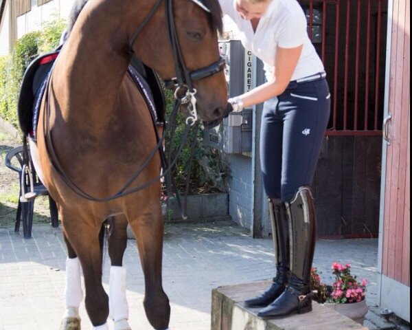 dressage horse Leonardo-Luciano (Westphalian, 2005, from Laudabilis)