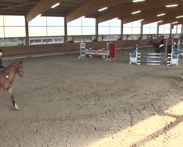 Reitturnier Dettingen 2016