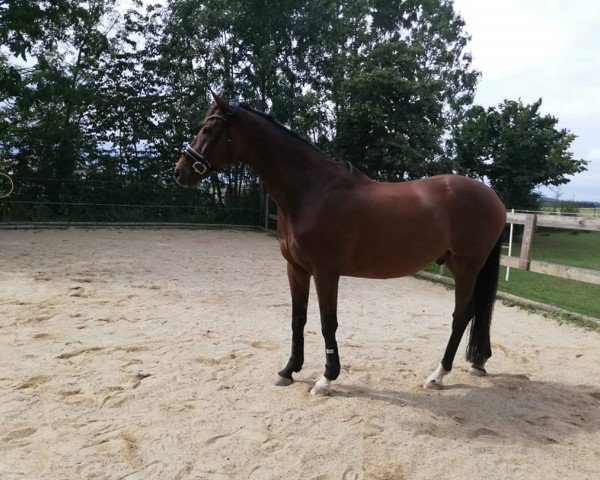 horse Lloyd (Hanoverian, 2006, from Londonderry)