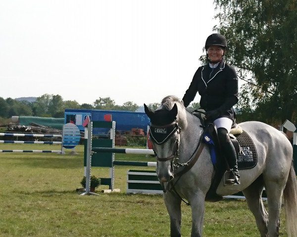 jumper Knut 45 (KWPN (Royal Dutch Sporthorse), 2011, from Cancara)