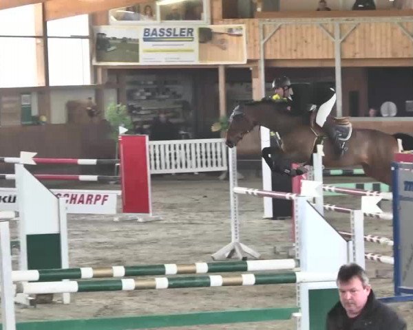 Reitturnier Dettingen 2016