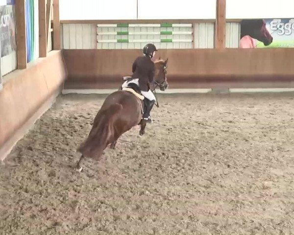 Reitturnier Dettingen 2016