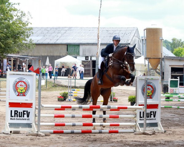 dressage horse Hulapalu 9 (Holsteiner, 2011, from Hirtentanz 2)