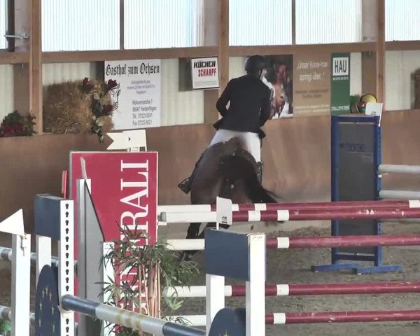 Reitturnier Dettingen 2016