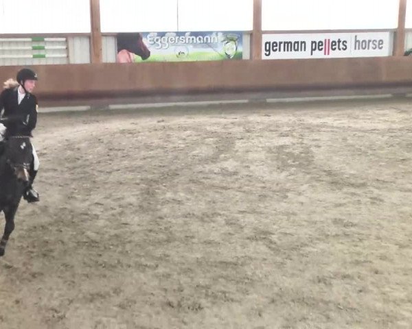 Reitturnier Dettingen 2016