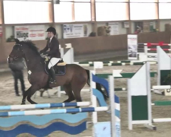 Reitturnier Dettingen 2016