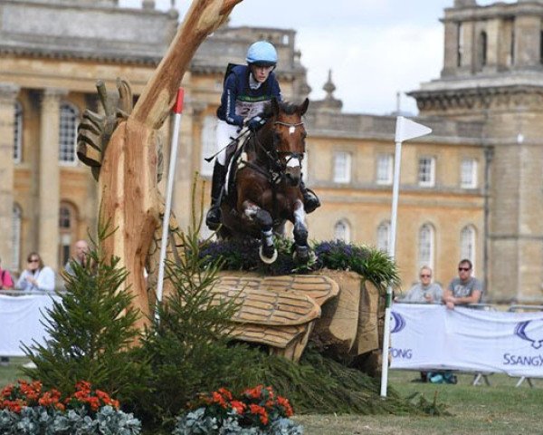 horse Carolyn 4 (Hanoverian, 2004, from Connery)