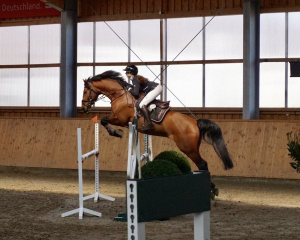 jumper Lisburn (Mecklenburg, 2012, from Levisonn 208 FIN)