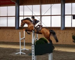 jumper Lisburn (Mecklenburg, 2012, from Levisonn 208 FIN)