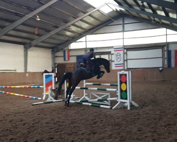 dressage horse Daphne (Oldenburg, 2011, from Catoo)
