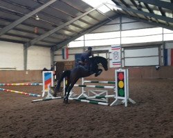 dressage horse Daphne (Oldenburg, 2011, from Catoo)