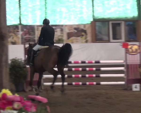Reitturnier Lindlar-Süttenbach 2016