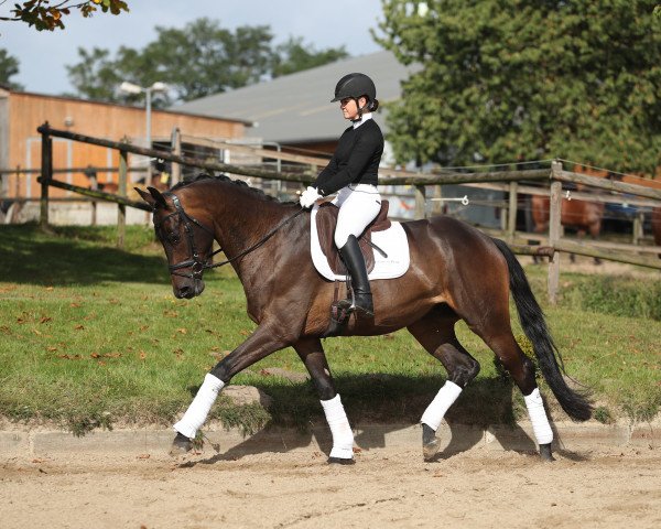 horse Laurentin (Trakehner, 2016, from Schwarzgold)