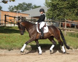 Pferd Laurentin (Trakehner, 2016, von Schwarzgold)