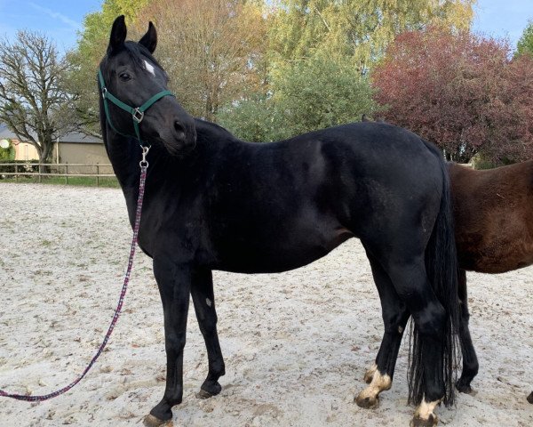 broodmare First Dream (Hanoverian, 2011, from Fürstenball)