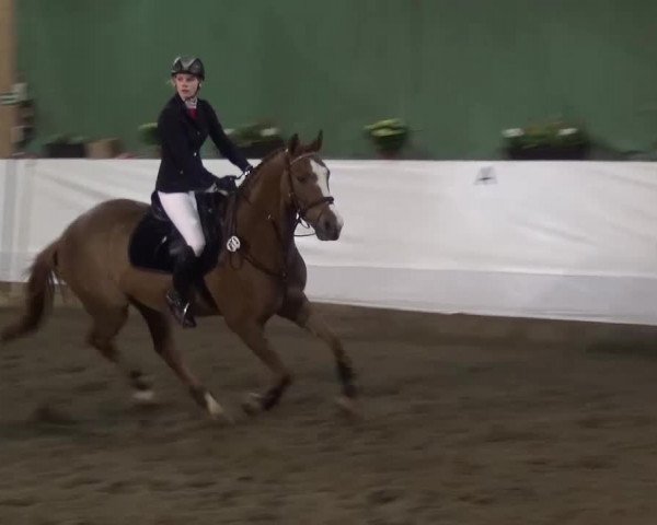 Reitturnier Lindlar-Süttenbach 2016