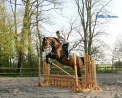 dressage horse Rodin Royal 2 (Hanoverian, 2006, from Rathenow)