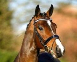 stallion Colosal 2 (Holsteiner, 2011, from Casall Ask)