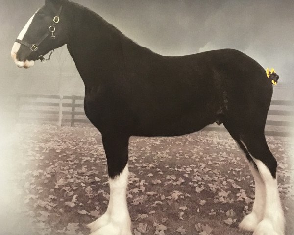 horse Blackgate Chancellor (Clydesdale, 2013, from Armageddon's Lord Lazarus)