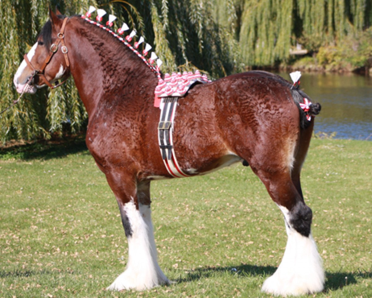 Deckhengst Birky's Pride Preludes Royal Scott (Clydesdale, 2007, von Pinnacle's Prelude)