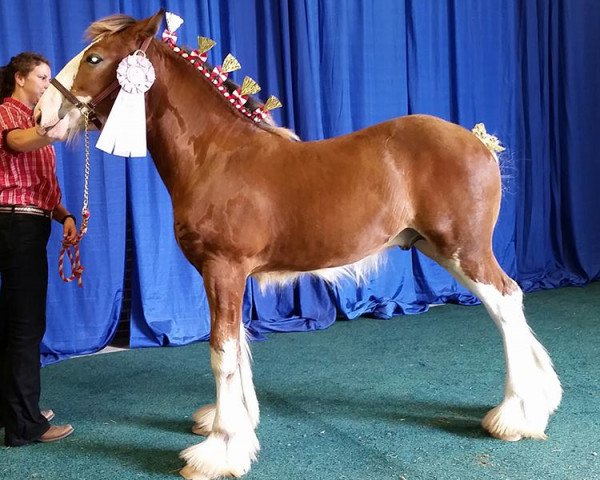 Deckhengst Birky's Pride Noah (Clydesdale, 2018, von Robyncroft Chieftain)