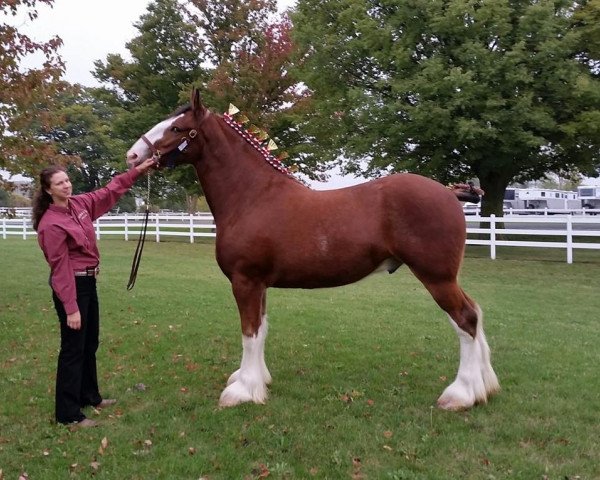 Deckhengst Birky's Pride King Geronimo (Clydesdale, 2015, von Greenwood Admiral's Eclipse)