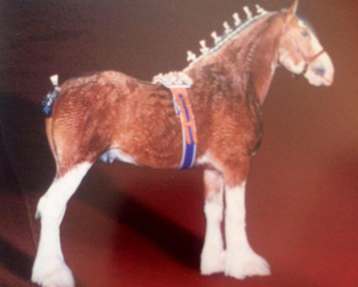 Stallone da monta Green Leaf Churchill (Clydesdale, 1996, di Ayton Perfection)