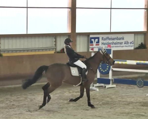 Reitturnier Dettingen 2016