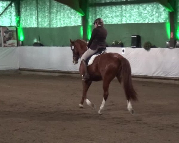 Reitturnier Lindlar-Süttenbach 2016