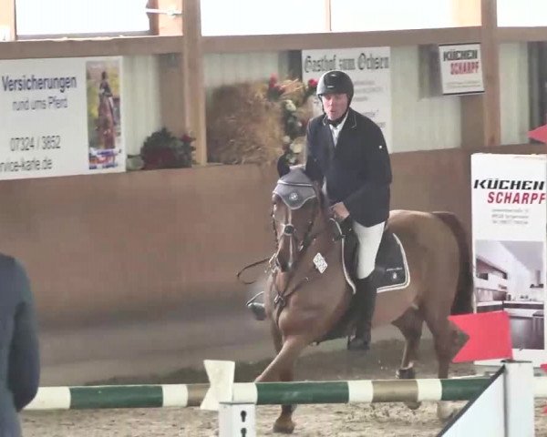 Reitturnier Dettingen 2016