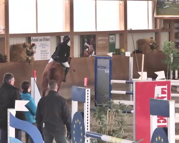 Reitturnier Dettingen 2016
