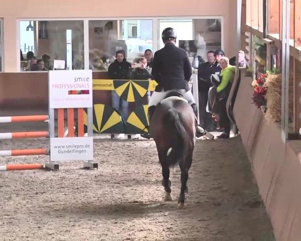 Reitturnier Dettingen 2016