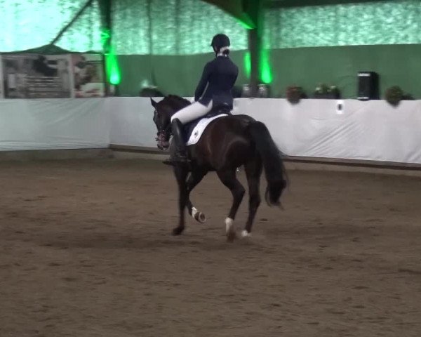 Reitturnier Lindlar-Süttenbach 2016