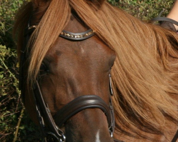 horse Trefoil Tristan (Welsh-Pony (Section B), 2003, from Trefoil Travis)