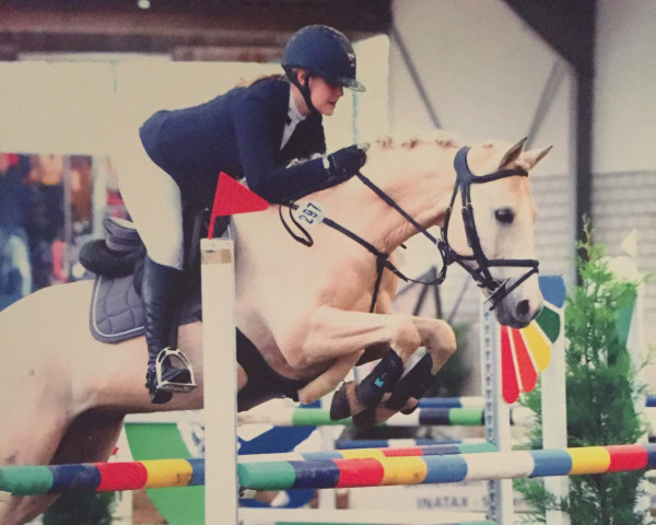 Springpferd Nashville D (Deutsches Reitpferd, 2006, von New Quidam)