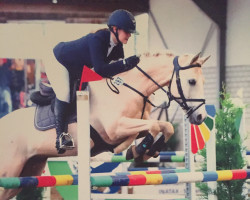 jumper Nashville D (German Warmblood, 2006, from New Quidam)
