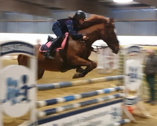 broodmare Nashville's First Lady Wh (German Riding Pony, 2005, from Nashville WH)
