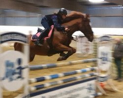 broodmare Nashville's First Lady Wh (German Riding Pony, 2005, from Nashville WH)