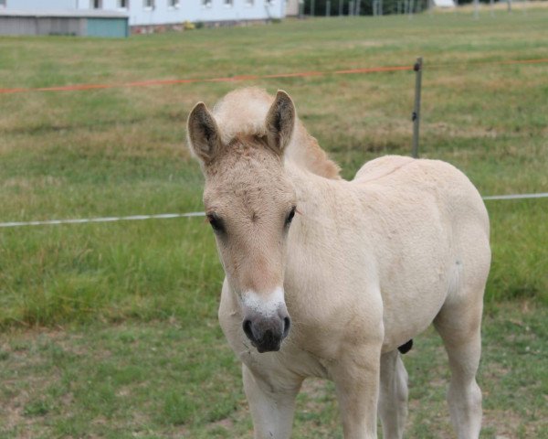 dressage horse Kjaron (Fjord Horse, 2019, from Kalusha)