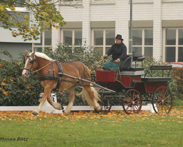 Zuchtstute Rosalie (Rheinisch-Deutsches Kaltblut, 2016, von Nikolaus)